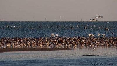 Lepelaar - Eurasian Spoonbill - Platalea leucorodia	