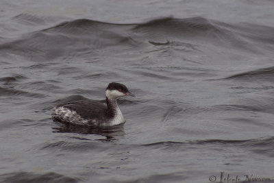 Kuifduiker - Slavonian Grebe - Podiceps auritus