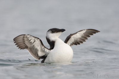 Alk - Razorbill - Alca torda