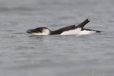 Alk - Razorbill - Alca torda