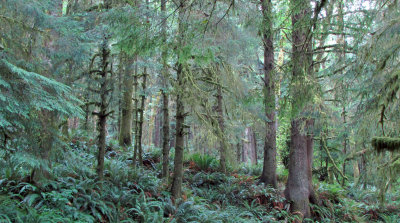 Oregon Rainforest