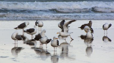 Seagulls at Heceta Head Beach