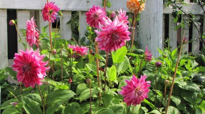 Flower Garden at the Heceta Head Lighthouse