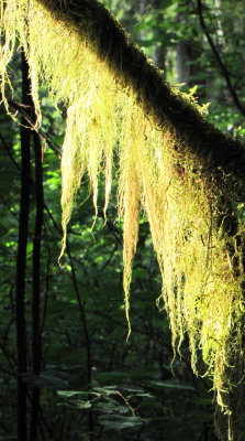 Oregon Rainforest