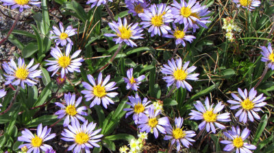Wildflowers on Mt. Hood