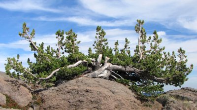 Tree on Mt. Hood Deformed by Extreme Weather