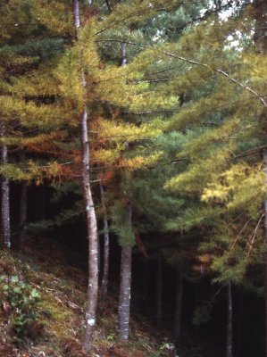 Forest near La Cocha Lagoon