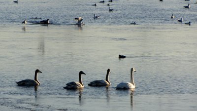 GPM20110103091234.jpg