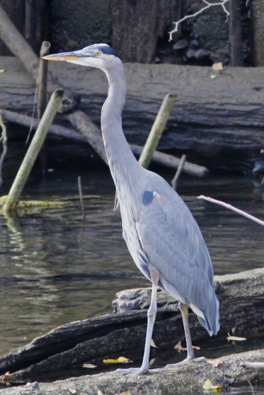 Great Blue Heron.jpg