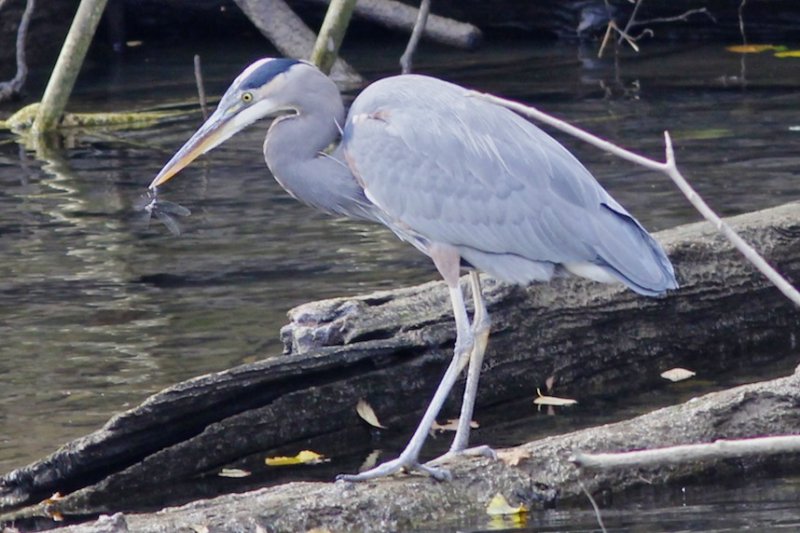 Great Blue Heron with dragonfly
