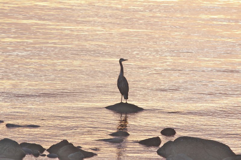 Great Blue Heron sunrise.jpg