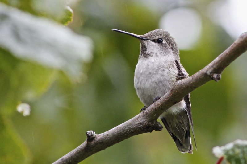 Anna's Hummingbird