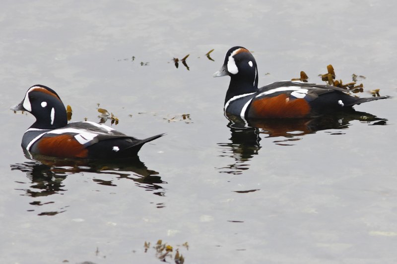Harlequin Duck