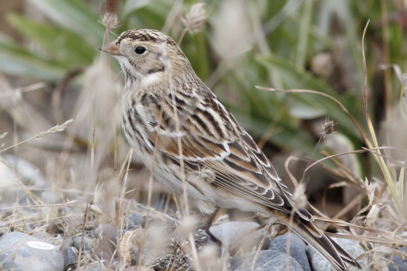 Lapland Longspur (first winter)