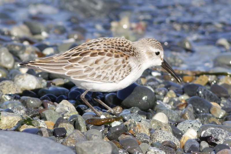 Western Sandpiper