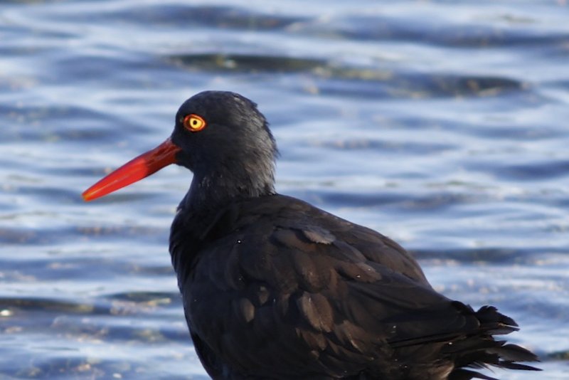 Black Oystercatcher