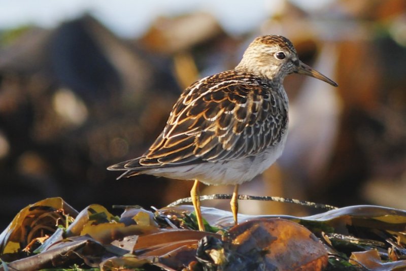 Pectoral Sandpiper (backside)