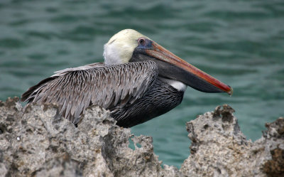 Aruba June-October 2009 Pelicans Plus