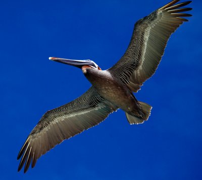 January 2011 Pelicans