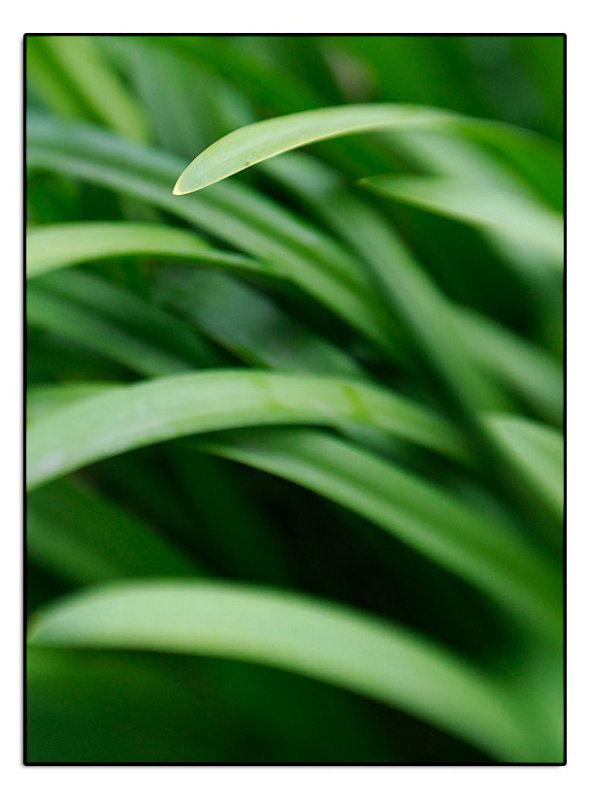 Garden Plant