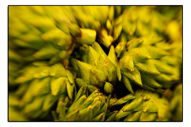 Castroville Artichoke