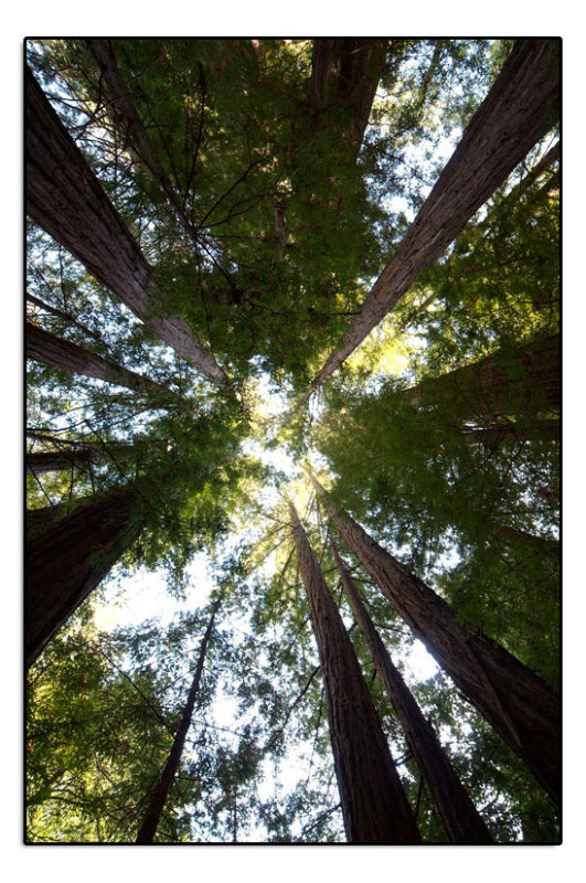 Big Basin Redwoods