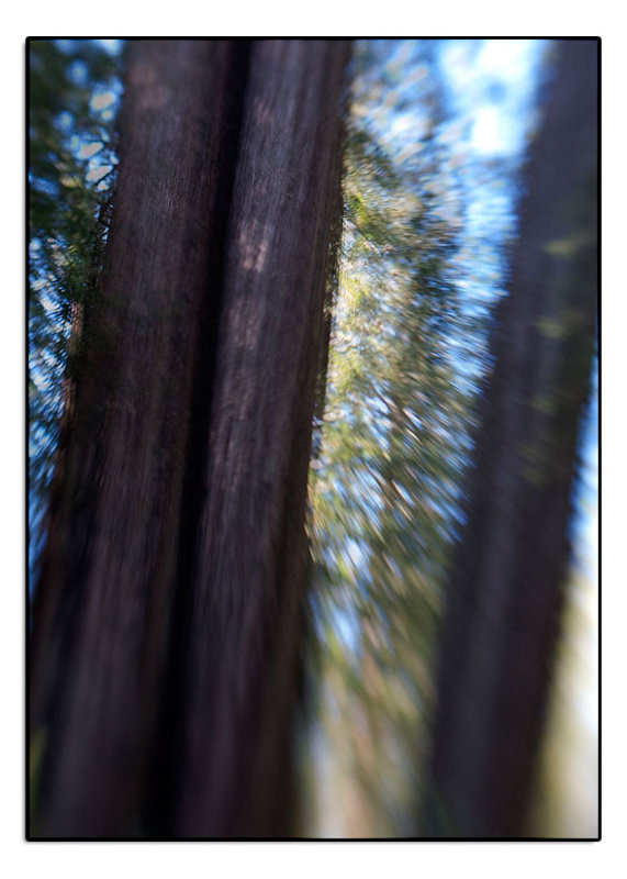 Redwood Multiple Exposures