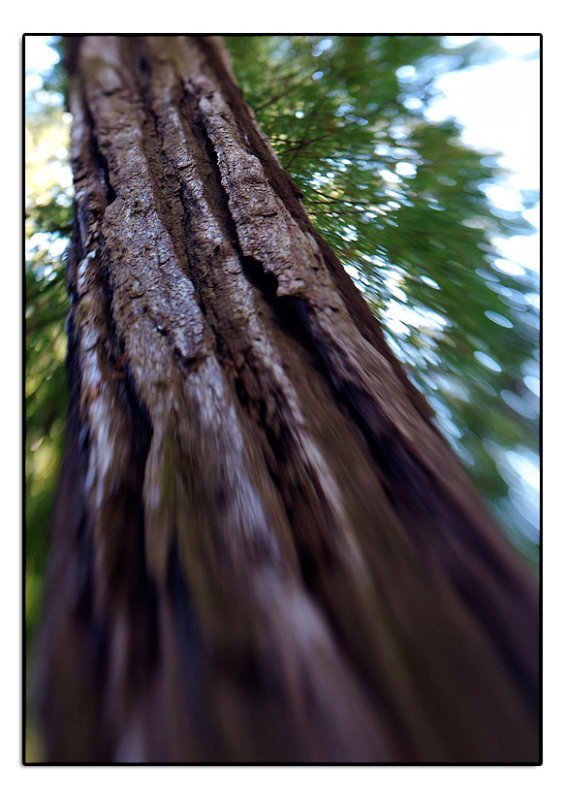 Redwood Trunk