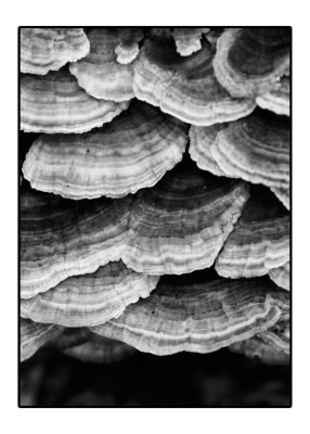 _D3C4824bw.jpg