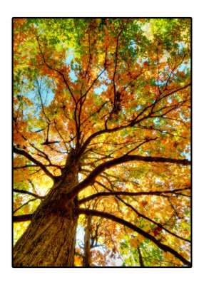 fall-tree.jpg