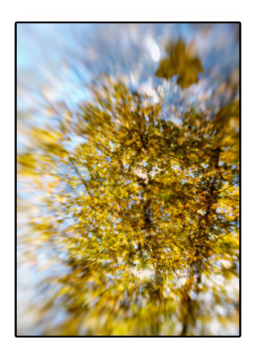 morel111108.jpg