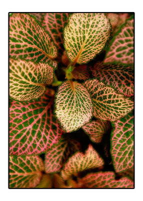 Shots taken on a trip to Lowes