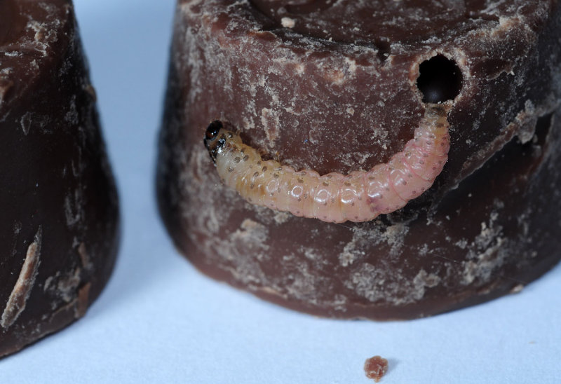 Ephestia_sp.jpg