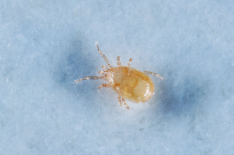 Amblyseius-cucumeris.jpg