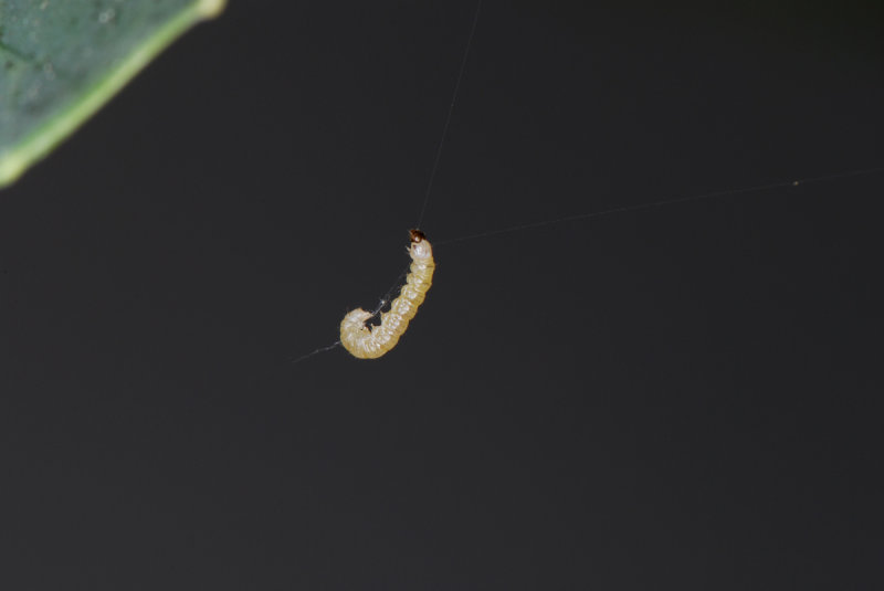 Plutella-xylostella_larva.jpg