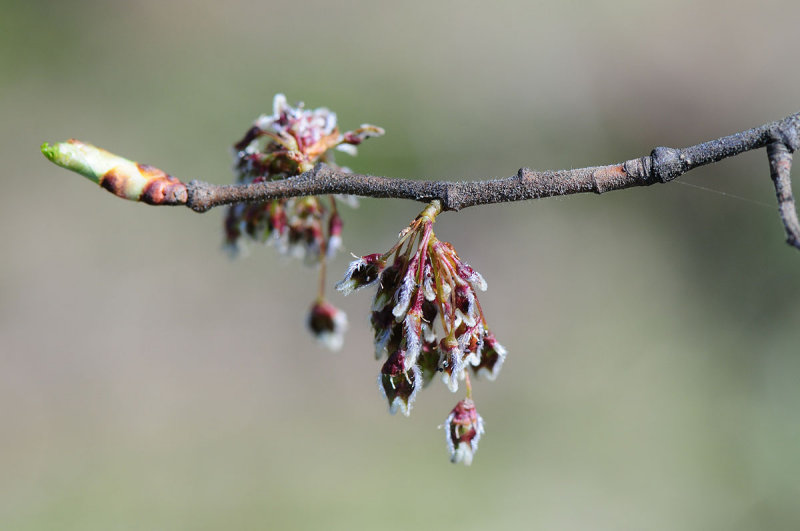 Ulmus-laevis.jpg