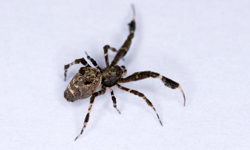 Uloborus-plumipes_walking.jpg