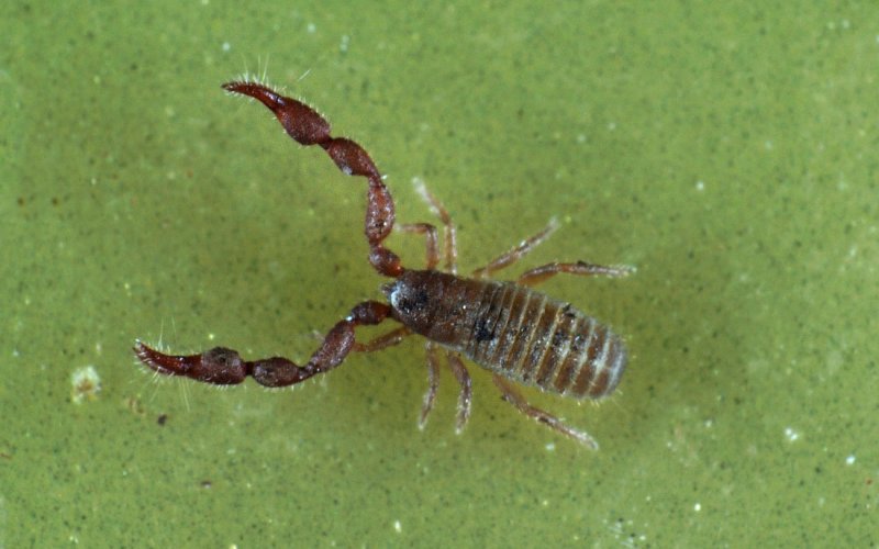 Pseudoscorpionida.jpg