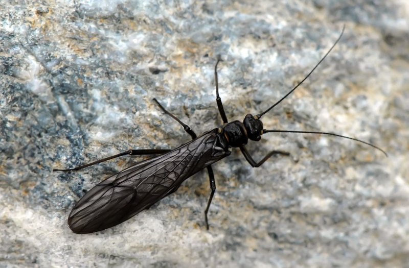 Plecoptera.jpg