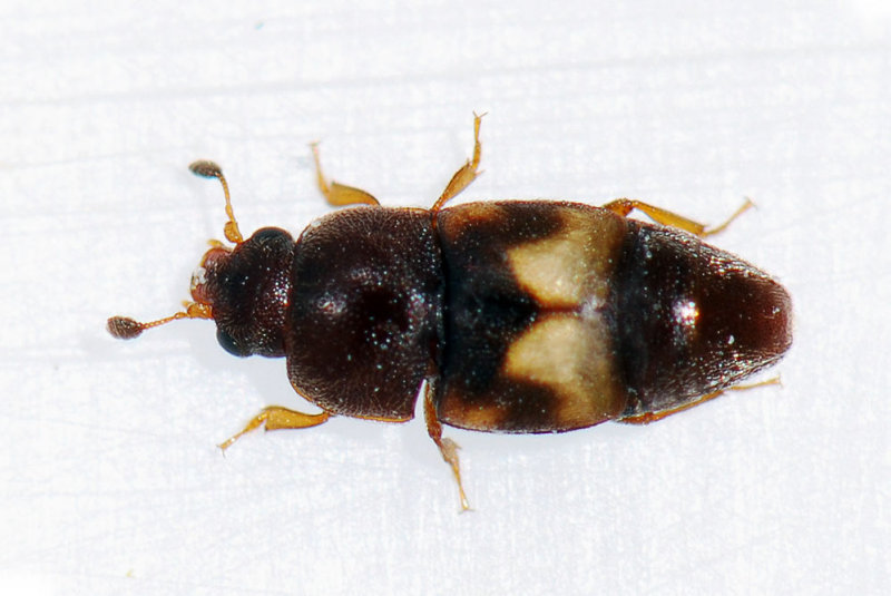 Carpophilus-hemipterus.jpg