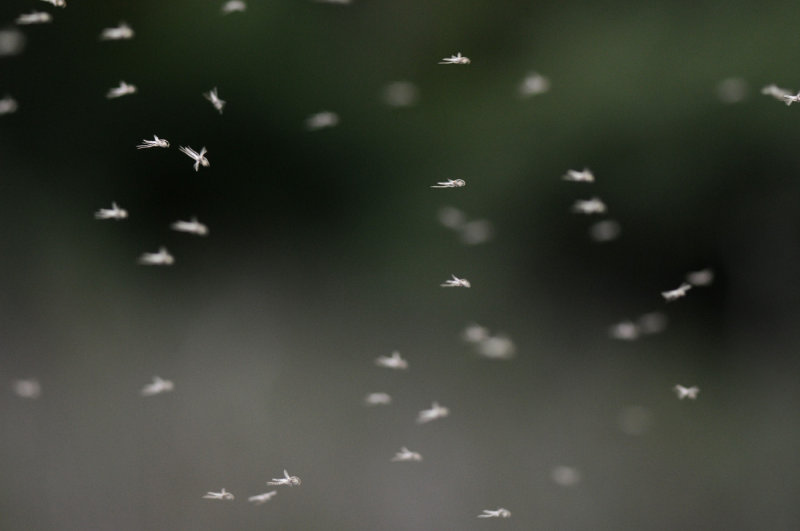 Chironomidae-midges.jpg