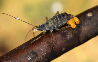 Euceraphis_aphid-oviposition.jpg