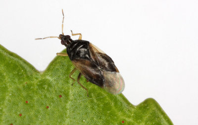 Orius-majusculus.jpg