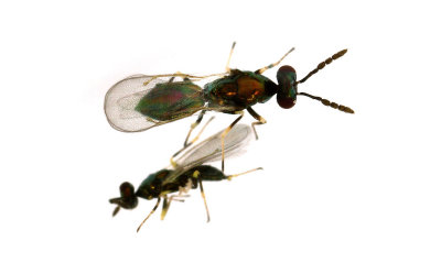 Diglyphus-isaea.jpg
