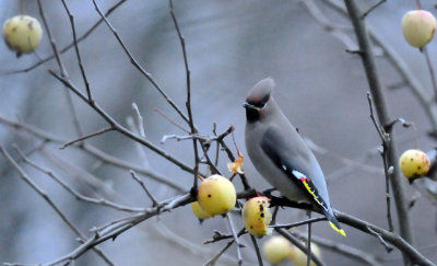 Bombycilla-garrulus.jpg