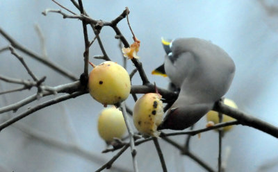 Bombycilla-garrulus1.jpg