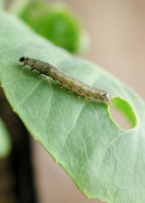Spodoptera-littoralis_larva.jpg