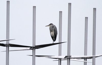 Ardea-cinerea.jpg