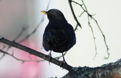 Turdus-merula.jpg