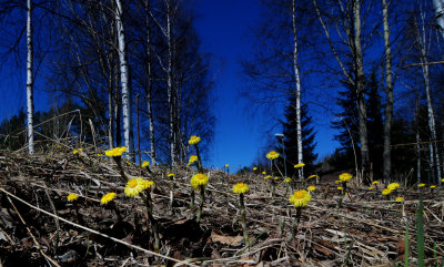 Tussilago-farfara.jpg